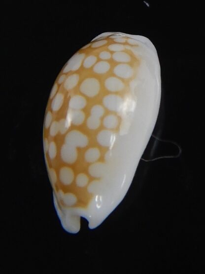 Cribrarula catholicorum 13.22 mm Gem-73763