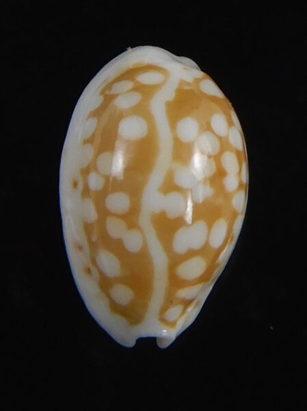 Cribrarula catholicorum 11.72 mm Gem-73771