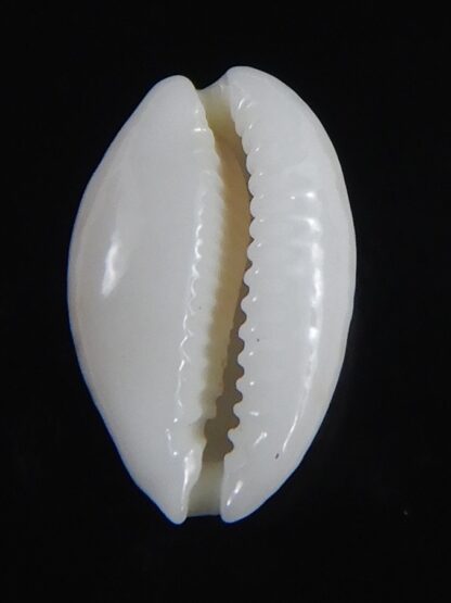 Cribrarula catholicorum 11.72 mm Gem-73773