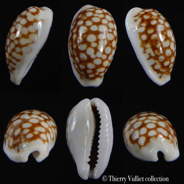 Cribrarula comma comma 20.56 mm Gem-0