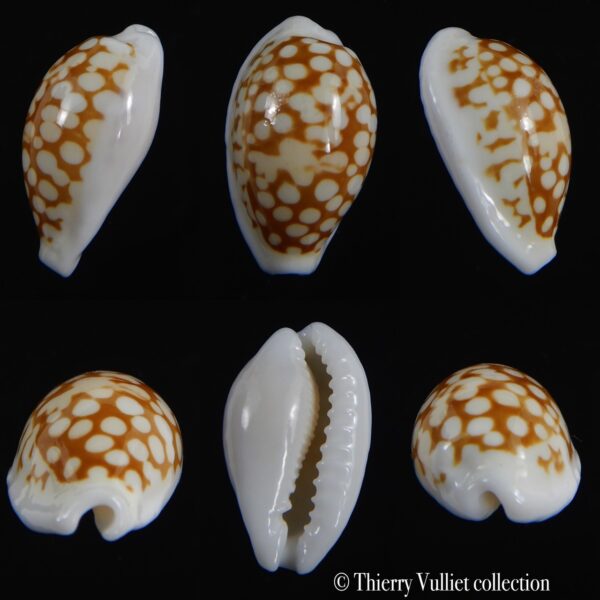 Cribrarula comma comma 19.31 mm Gem -0
