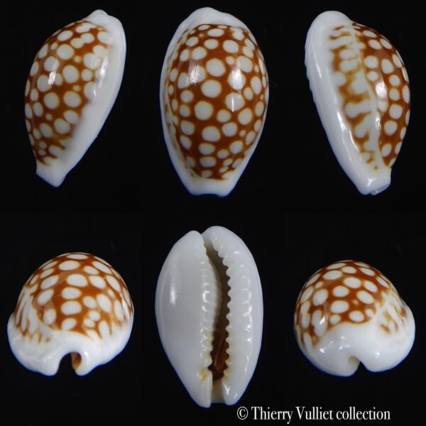 Cribrarula comma comma 16.10 mm Gem -0