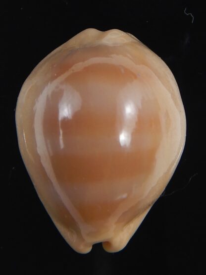 Lyncina sulcidentata ..DWARF.. 26.06 mm Gem-73558