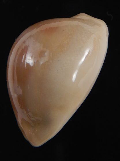 Lyncina sulcidentata ..DWARF.. 26.06 mm Gem-73562