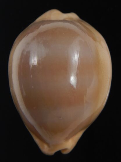 Lyncina sulcidentata ..34.94 mm Gem-73572