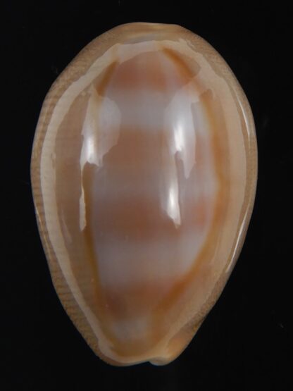 Lyncina schilderorum 33.35 mm Gem-73545