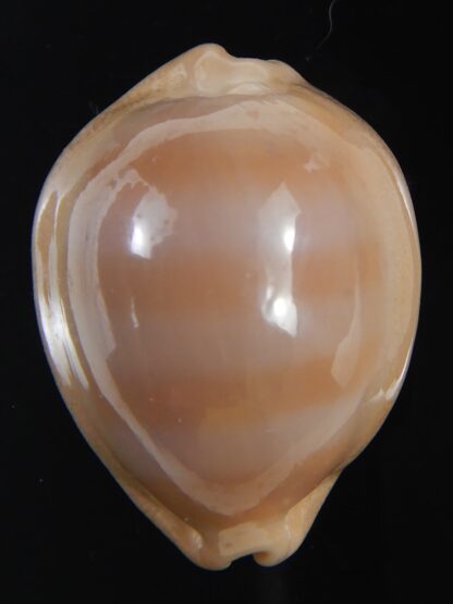 Lyncina sulcidentata ..36.86 mm Gem-73587