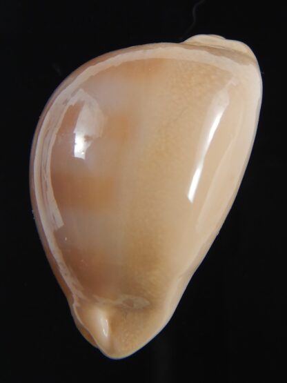 Lyncina sulcidentata ..36.86 mm Gem-73589