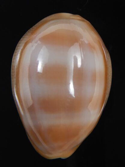 Lyncina schilderorum 31.46 mm Gem-73536