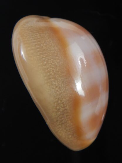 Lyncina schilderorum 31.46 mm Gem-73534