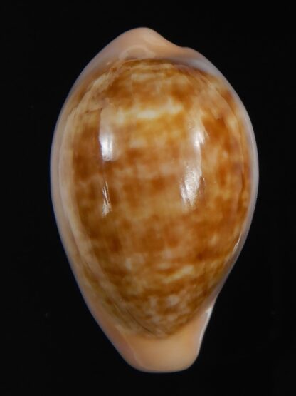 Zonaria petitiana 29.60 mm Gem-74115