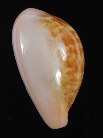 Zonaria petitiana 29.60 mm Gem-74118