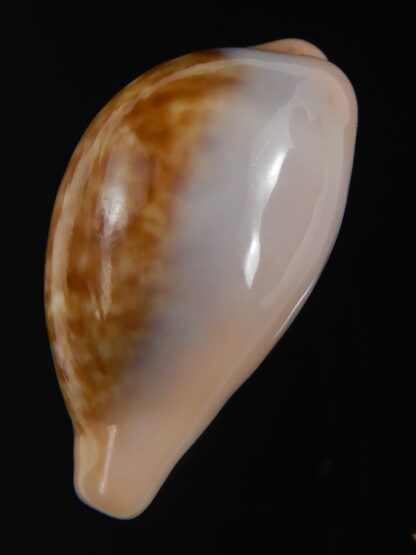 Zonaria petitiana 29.60 mm Gem-74117