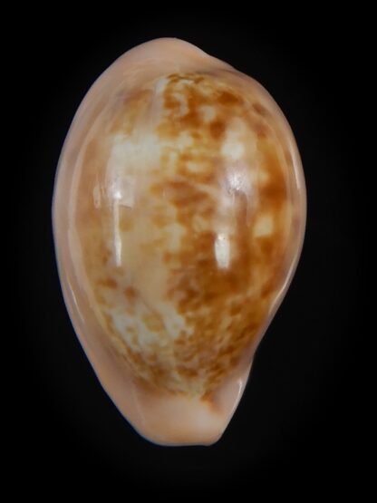 Zonaria petitiana 25.08 mm Gem-74073