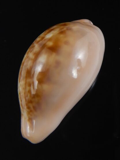 Zonaria petitiana 25.08 mm Gem-74079