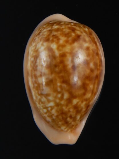 Zonaria petitiana 26.15 mm Gem-74101