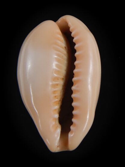 Zonaria petitiana 26.15 mm Gem-74102