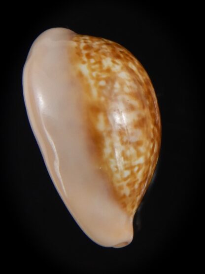 Zonaria petitiana 26.15 mm Gem-74103