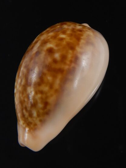 Zonaria petitiana 26.15 mm Gem-74104