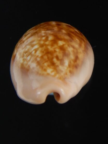 Zonaria petitiana 26.15 mm Gem-74106