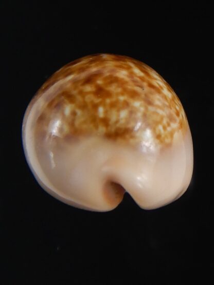 Zonaria petitiana 26.15 mm Gem-74105