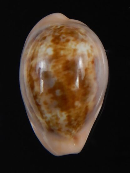 Zonaria petitiana 25.69 mm Gem-74088