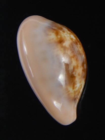 Zonaria petitiana 25.69 mm Gem-74089