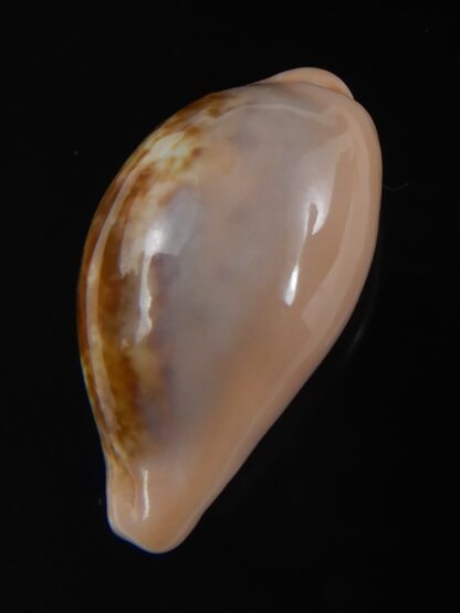 Zonaria petitiana 25.69 mm Gem-74091