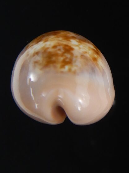 Zonaria petitiana 25.69 mm Gem-74093