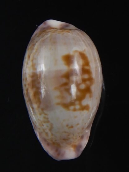 Zonaria sanguinolenta 21.71 mm Gem-74152