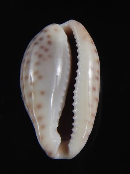 Zonaria sanguinolenta 21.71 mm Gem-74153