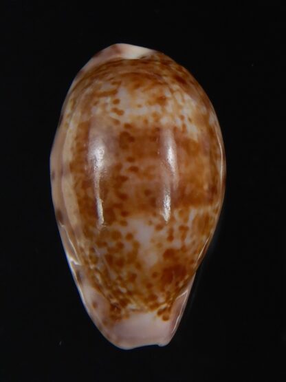 Zonaria picta 27.62 mm Gem-74140