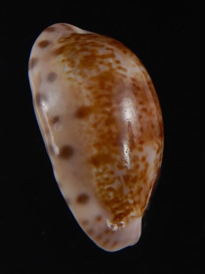 Zonaria picta 27.62 mm Gem-74142