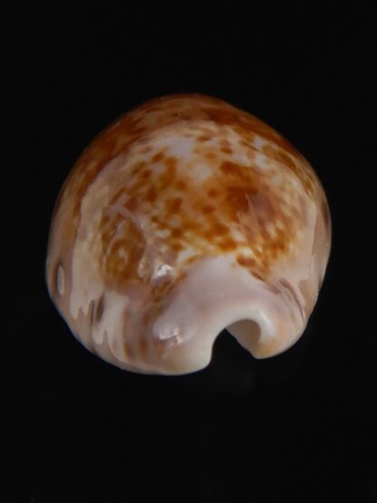 Zonaria picta 27.62 mm Gem-74144