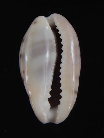 Zonaria picta 21.86 mm Gem-74128