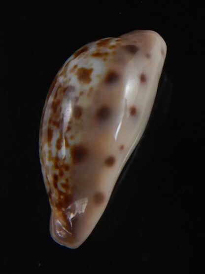 Zonaria picta 21.86 mm Gem-74127