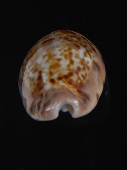 Zonaria picta 21.86 mm Gem-74132