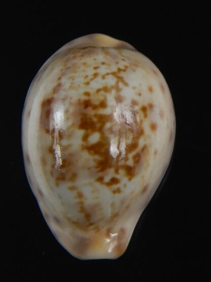 Zonaria zonaria gambiensis 26.56 mm Gem-74264