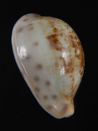 Zonaria zonaria gambiensis 26.56 mm Gem-74265