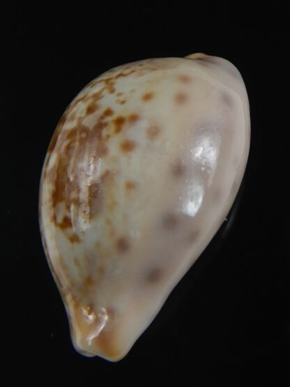 Zonaria zonaria gambiensis 26.56 mm Gem-74269