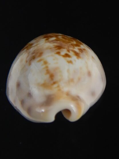 Zonaria zonaria gambiensis 26.56 mm Gem-74267