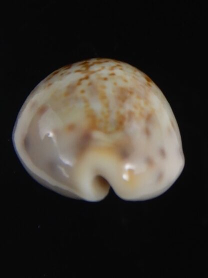 Zonaria zonaria gambiensis 26.56 mm Gem-74266