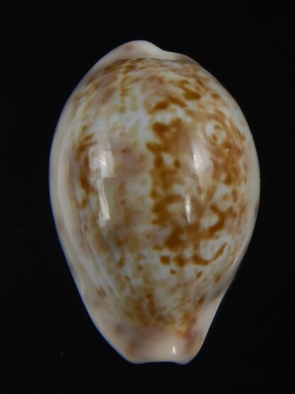 Zonaria zonaria gambiensis 28.24 mm Gem-74250