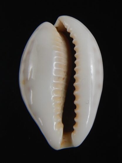 Zonaria zonaria gambiensis 28.24 mm Gem-74253