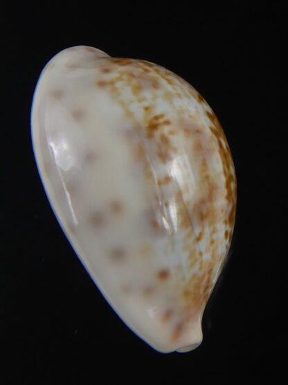 Zonaria zonaria gambiensis 28.24 mm Gem-74252