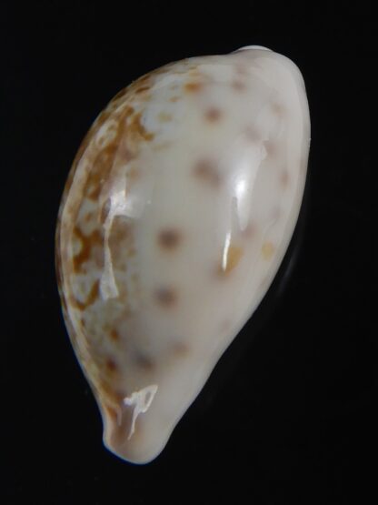 Zonaria zonaria gambiensis 28.24 mm Gem-74251