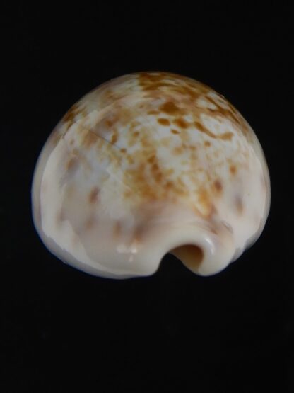 Zonaria zonaria gambiensis 28.24 mm Gem-74255