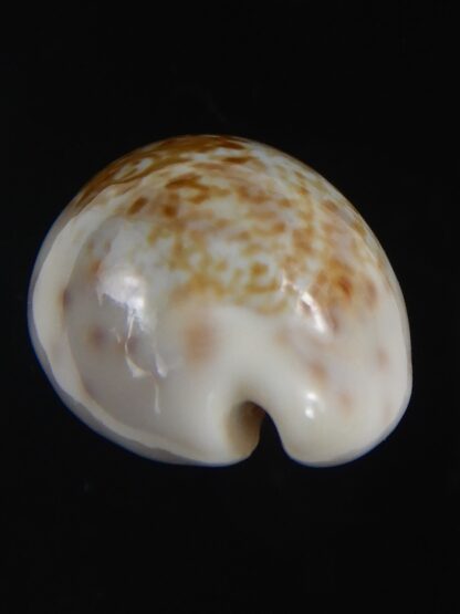 Zonaria zonaria gambiensis 28.24 mm Gem-74254