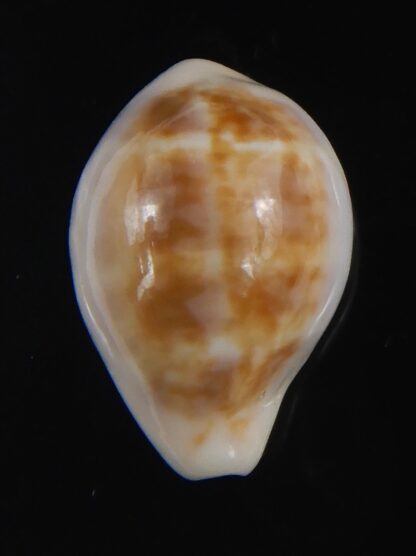 Zonaria angelicae 20.56 mm Gem-74060