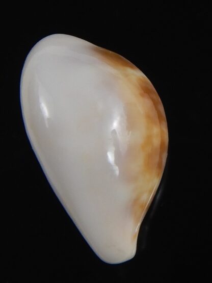 Zonaria angelicae 20.56 mm Gem-74059